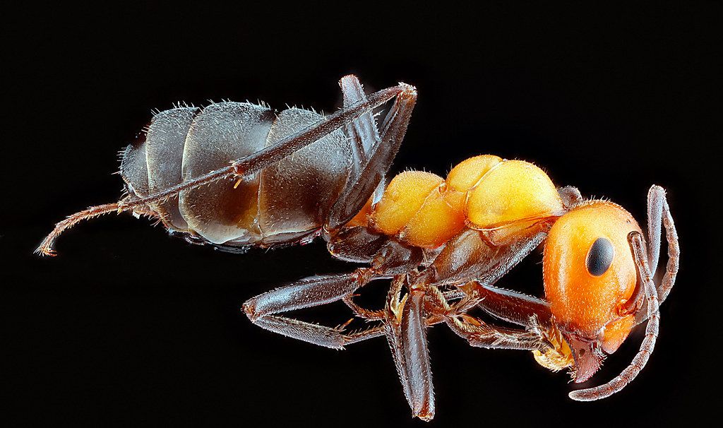 Ant Control service in Denver, CO