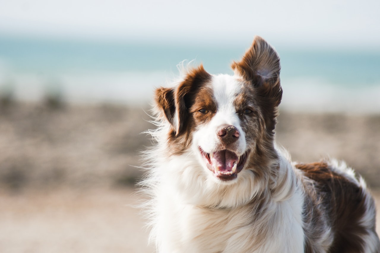 Flea & Tick Control service in Denver, CO
