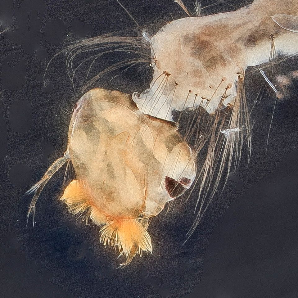 Mosquito Control service in Denver, CO