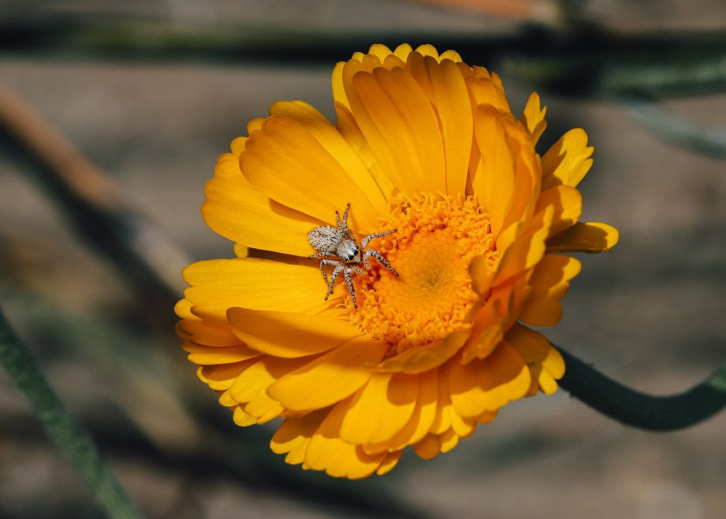 Spider Control service in Denver, CO